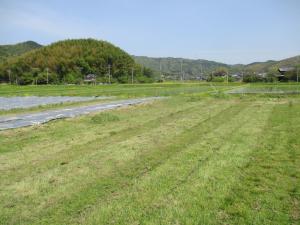 4月27日　コスモス畑草刈3の画像