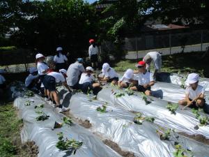 6月4日　東田布施小学校2年　さつまいも定植1の画像