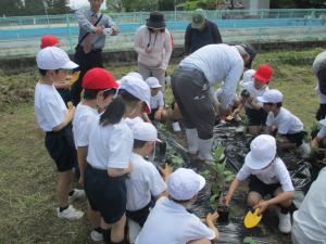 5月12日　東田布施小学校2年「畑の野菜作り」2の画像