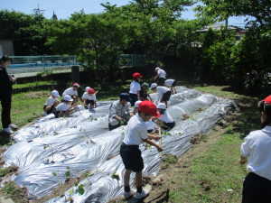 6月4日　東田布施小学校2年　さつまいも定植2の画像