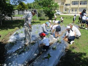 6月4日　東田布施小学校2年　さつまいも定植3の画像