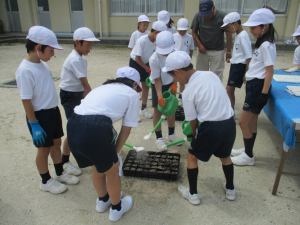 6月6日　東田布施小学校4年生ピット苗植え付け3の画像