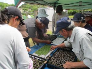 6月6日　ピット苗植え付け2ピンセットで上手く苗を掴む