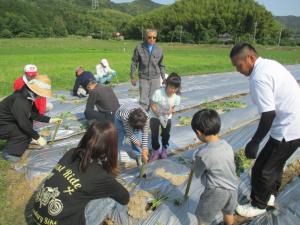 6月1日　さつまいも苗の植付け2