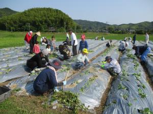 6月1日　さつまいも苗の植付け4
