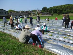 6月1日　さつまいも苗の植付け5