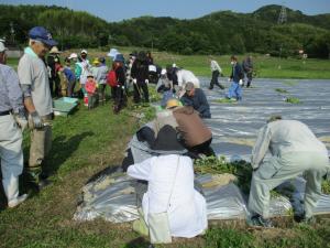 6月1日　さつまいも苗の植付け3