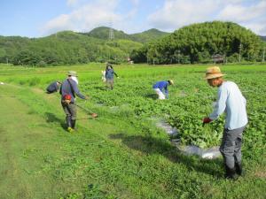 7月6日　コスモス広場草刈り1