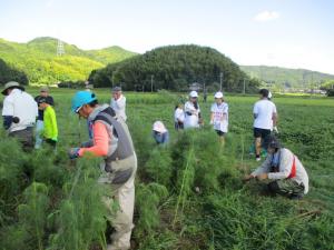 7月21日　コスモス苗植え換え