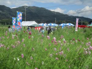 コスモスの様子