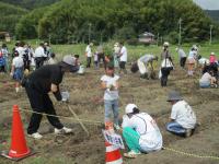 さつまいも堀り2