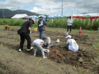 さつまいも堀り3