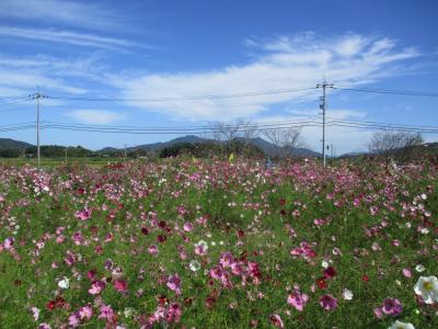 コスモス畑10月17日2
