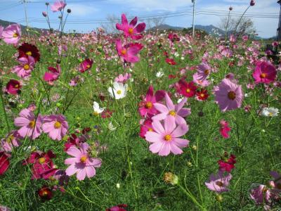 コスモス畑10月17日1