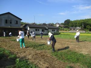 8月3日　コスモスの種バラ蒔き