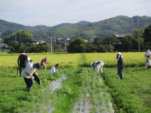 8月3日　コスモスの苗追加植付