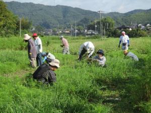 9月7日　コスモスの間を草引き