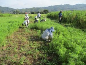 9月7日　コスモスの間の草引き2