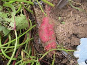 9月28日　さつまいも発育状況