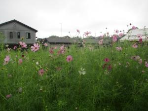 10月4日　コスモスまつり前日準備1