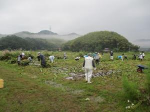10月4日　コスモスまつり前日準備3