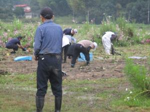 10月4日　コスモスまつり前日準備4