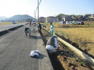 11月23日　モデル花壇定植