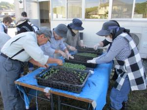 10月10日　ピット苗植付け(公民館)3