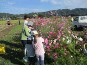 10月26日　コスモスの種取り