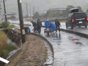 11月9日　モデル花壇マルチ撤去