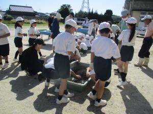 10月9日　東小ピット苗植付け2