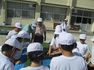 10月9日　東小ピット苗植付け3