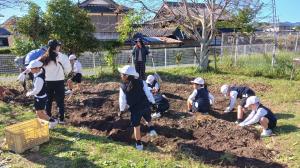 10月30日　さつまいも掘り2