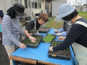 公民館ピット苗植え1