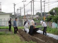 公民館さつまいも植え2