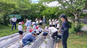 6月3日　東田布施小学校2年　さつまいも定植2の画像