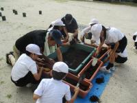7月15日　東田布施小学校3年生とコスモス苗植え替え1