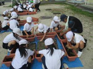 7月15日　東田布施小学校3年生とコスモス苗植え替え2
