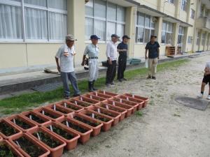 7月15日　東田布施小学校3年生とコスモス苗植え替え3